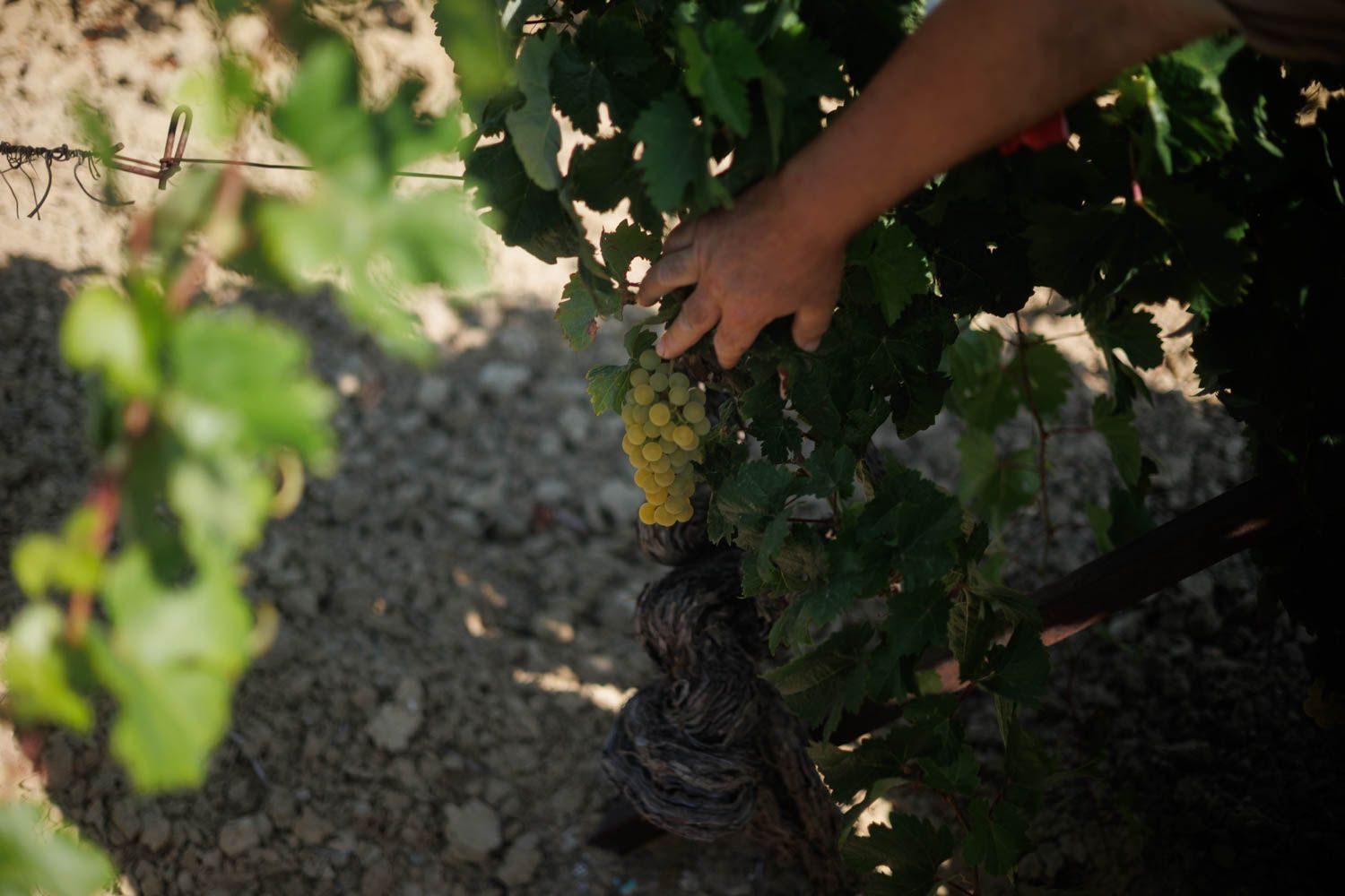 Vendimia en el Marco de Jerez.