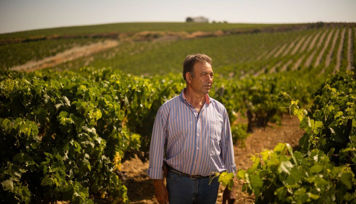 VIÑA VIEJA MARCO DE JEREZ VENDIMIA 2025 VID UVA 26