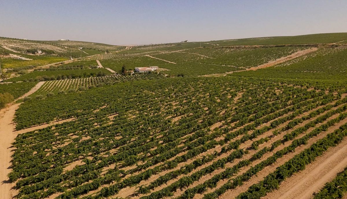 VIÑA VIEJA MARCO DE JEREZ VENDIMIA 2025 VID UVA 31