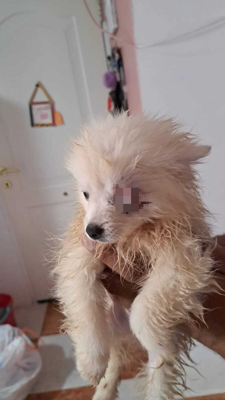 El estado en que fue encontrada la perrita Maya.