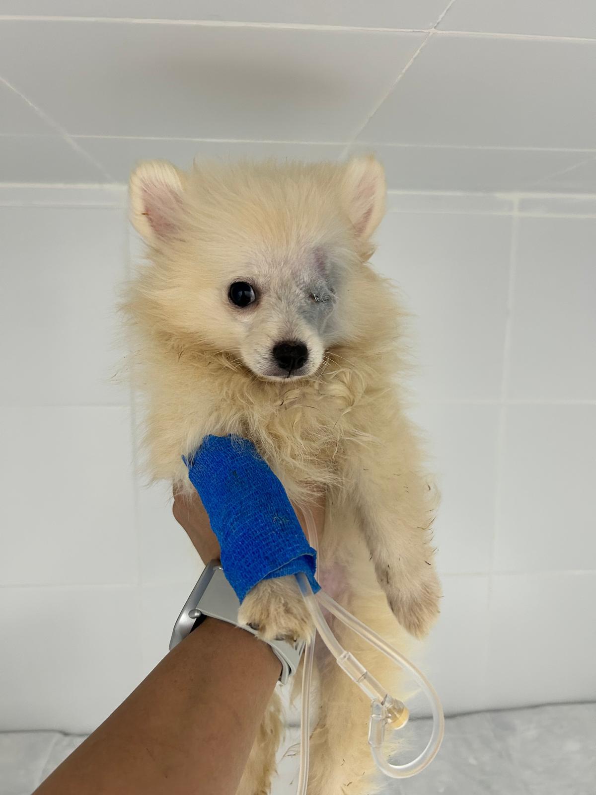 Maya, durante su curación.