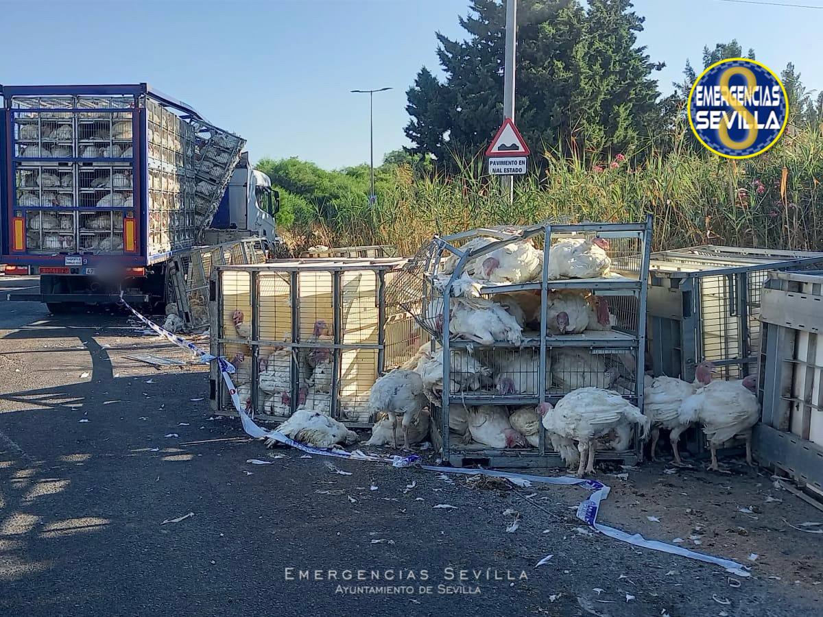 Los pavos, tras el accidente del camión.
