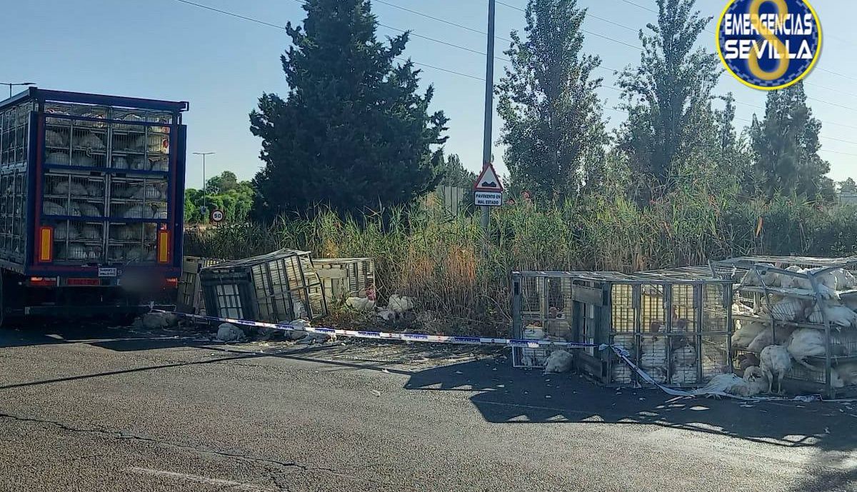 photo 6048364433505372622 y