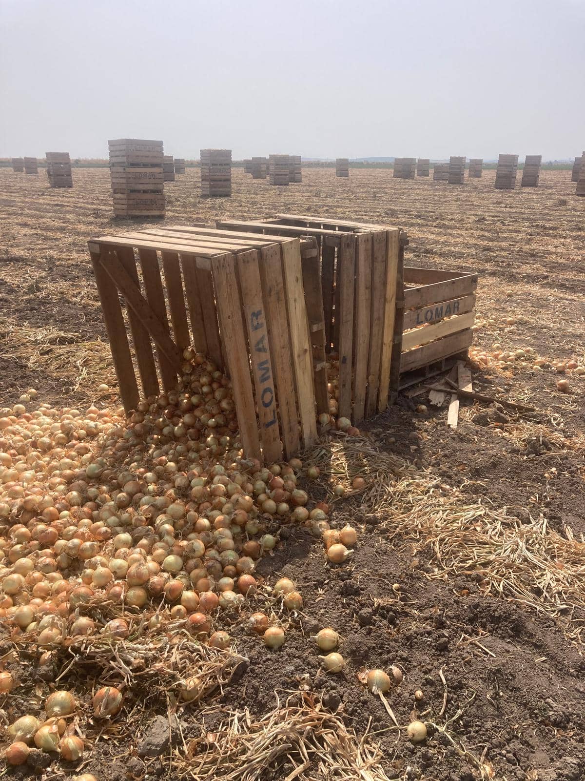 Kilos de papas robados. (1)