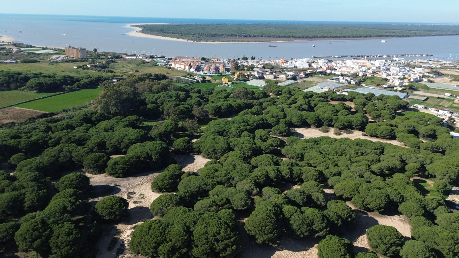Pinares del espacio forestal de la Algaida en Sanlúcar.