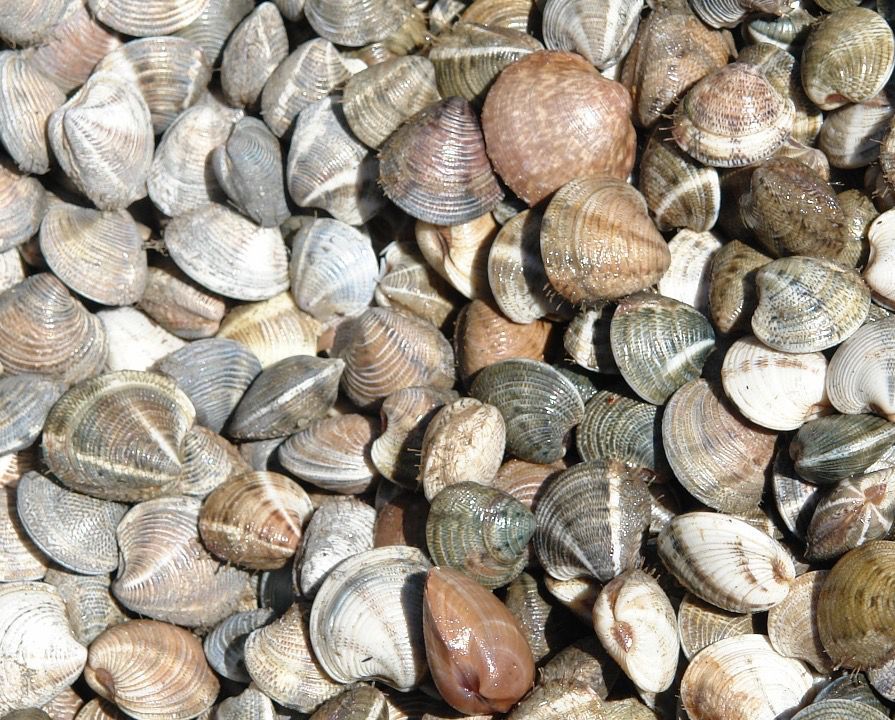 Chirla del Golfo de Cádiz.