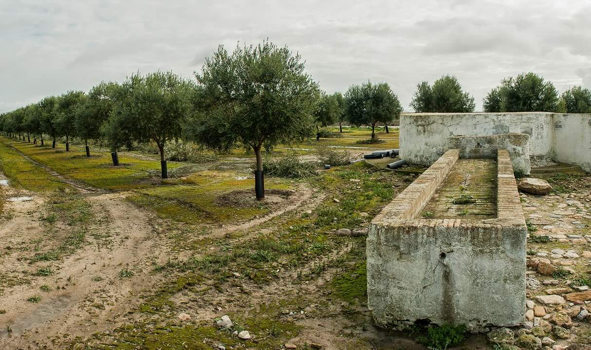 Un pozo en Las Mesas de Santiago, en el Jerez rural, en una imagen de 'En torno a Jerez'. Un pozo en Las Mesas de Santiago, en el Jerez rural, en una imagen de 'En torno a Jerez'.