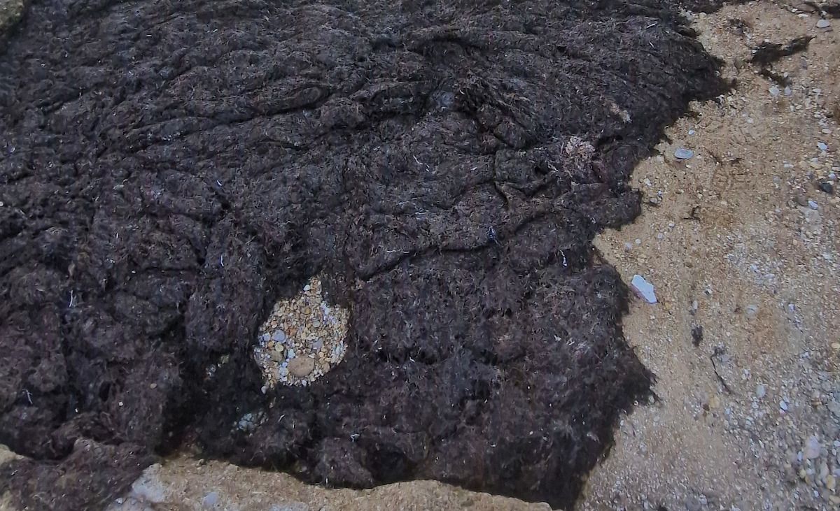 Alga asiática en el entorno del Castillo de San Sebastián en Cádiz.
