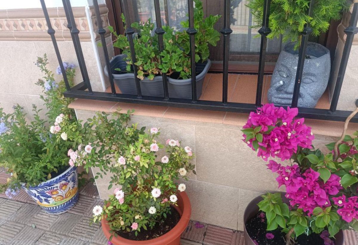Macetas en Alcalá de Guadaíra, en Sevilla.