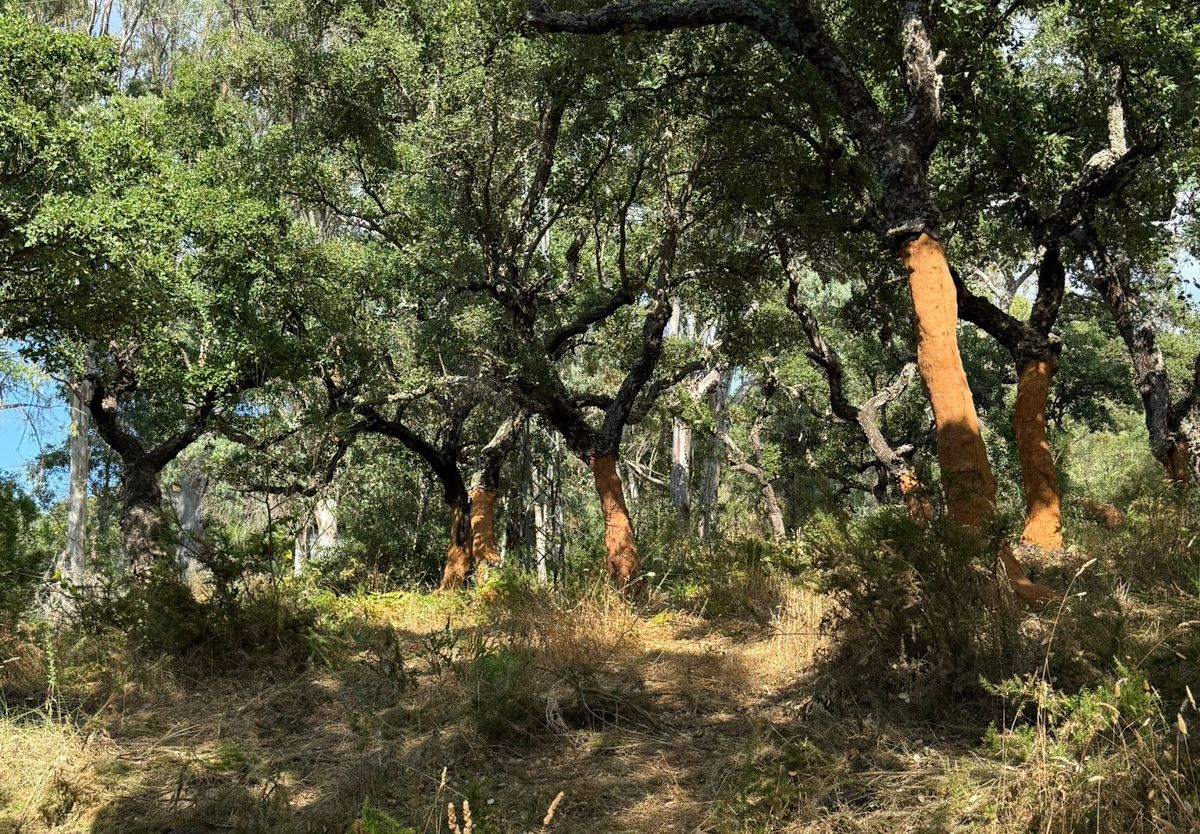 Denuncian extracciones de corcho ilegales en Castellar de la Frontera, en Cádiz.