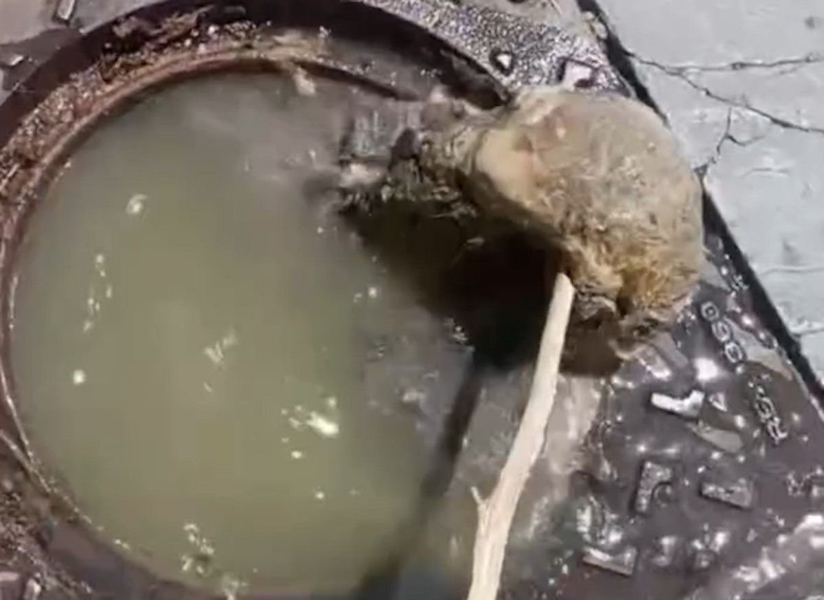 Vecinos de Vista Alegre en Jerez, indignados por convivir con aguas residuales saliendo de los desagües.