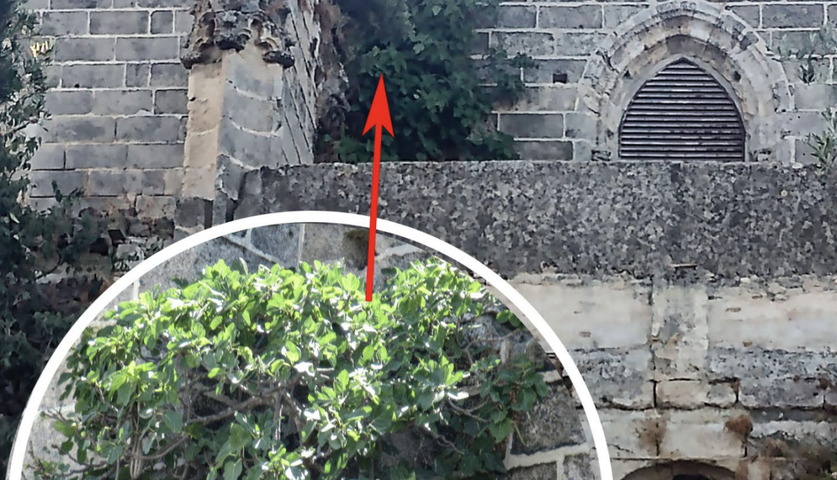 Vegetación en el Monasterio de la Victoria.