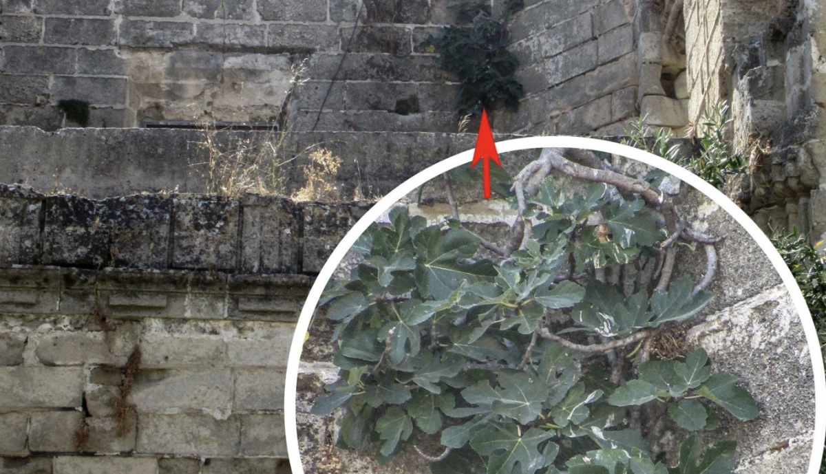 Los árboles crecen en la estructura del monumento