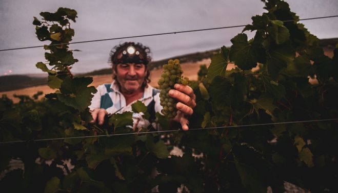 vendimia nocturna cardonnay 07