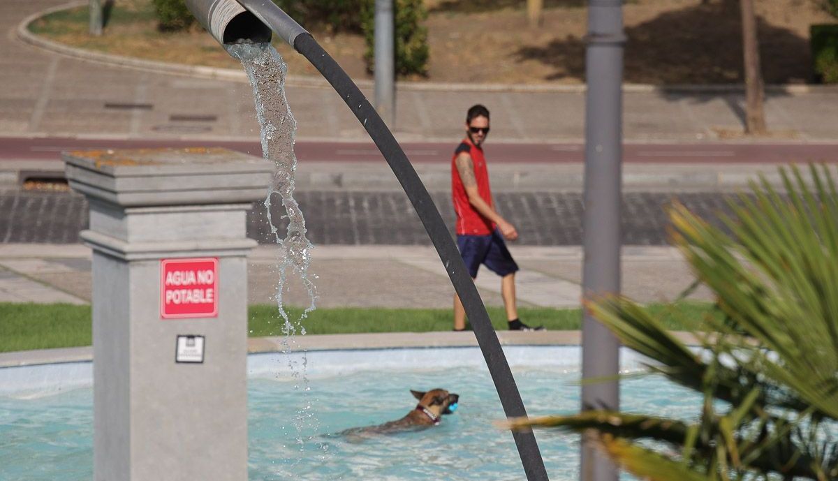 Un perro se refresca en Jerez.