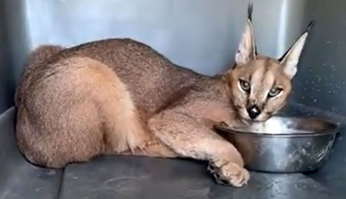Caracal rescatado en Sanlúcar