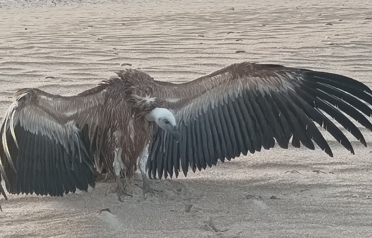 Un buitre leonado en la playa de Camposoto, en San Fernando. Un buitre leonado en la playa de Camposoto, en San Fernando.
