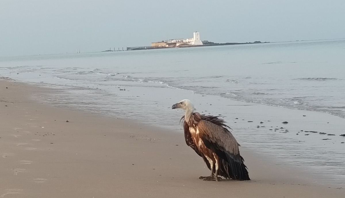El buitre leonado, en la playa de Camposoto.