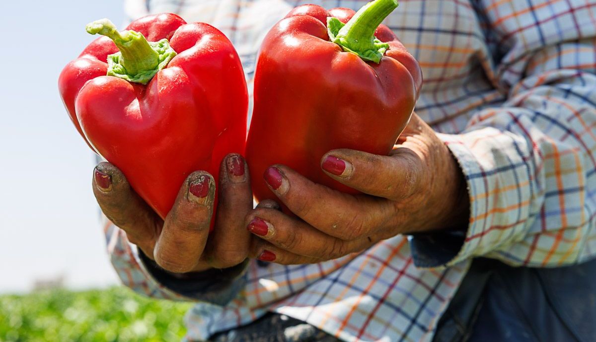 Agricultores Lebrija  07
