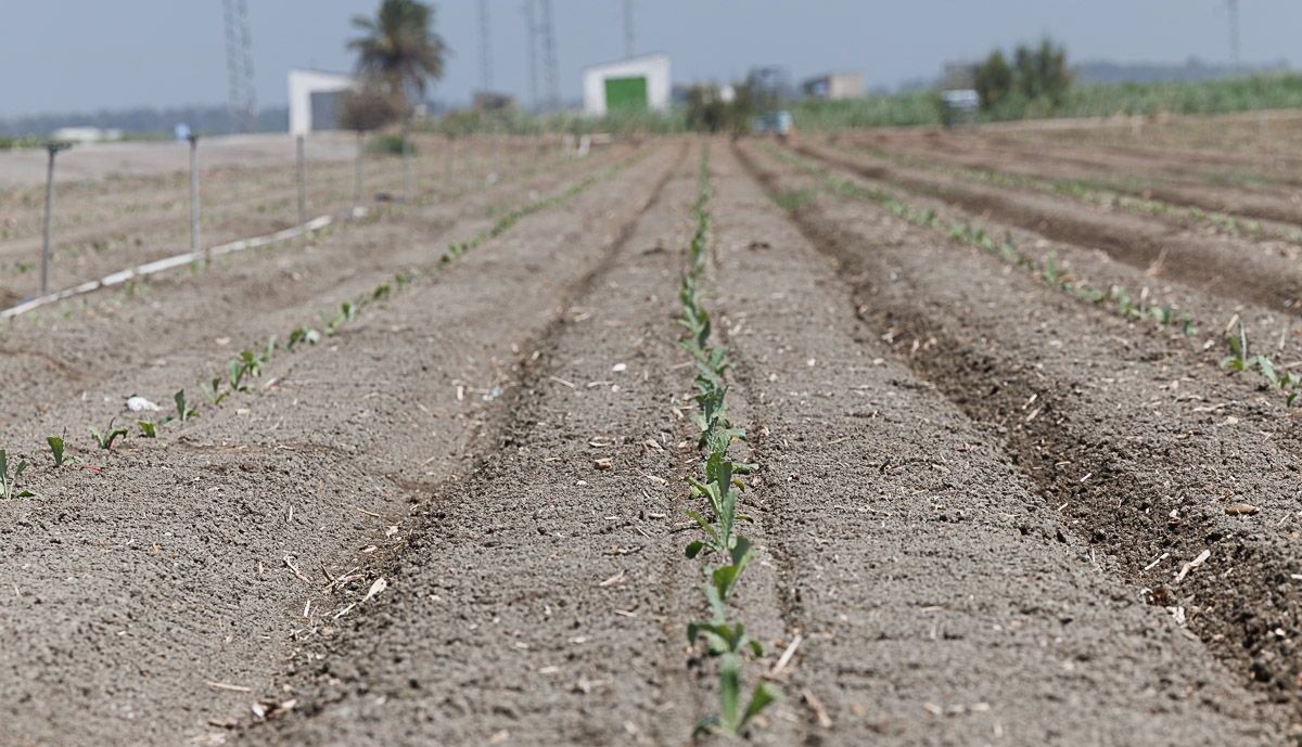 Agricultores Lebrija  10