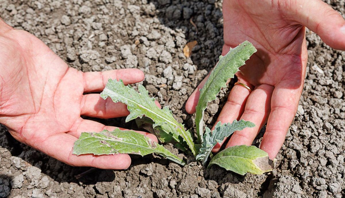Agricultores Lebrija 14