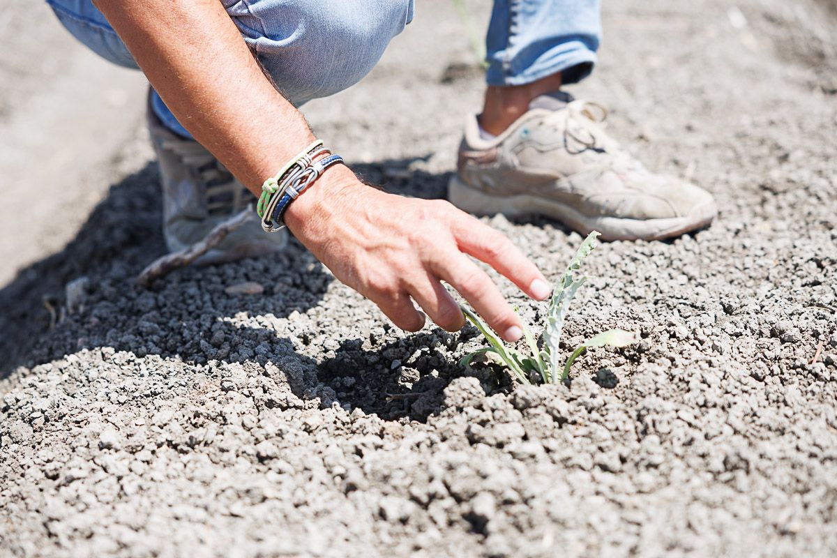 Un agricultor en un campo andaluz.
