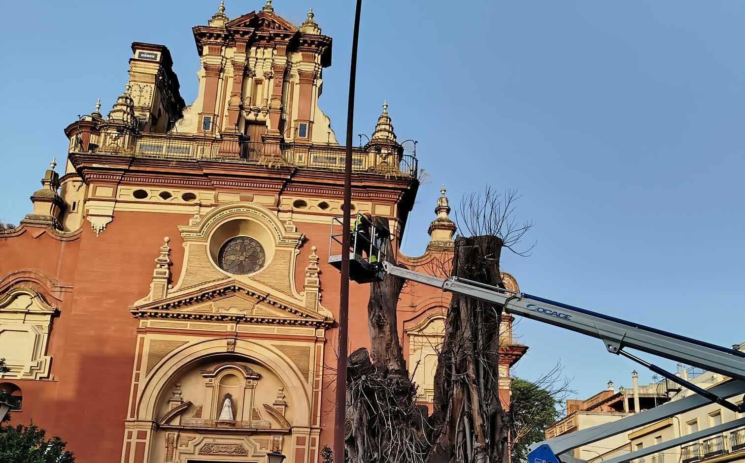 Tala definitiva del ficus de San Jacinto, este jueves en Triana, en una imagen de X subida por @SrDelParaguas.