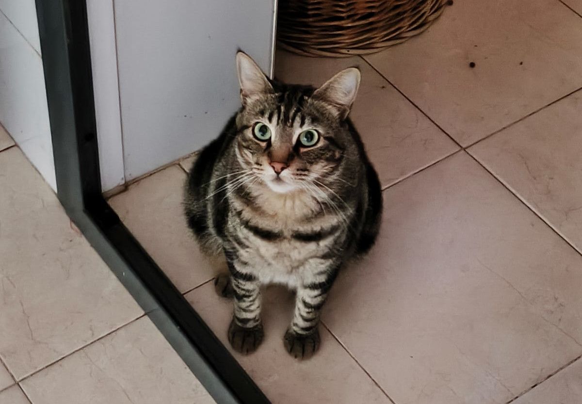 Rey, el gato de Puerto Real que ha aparecido en Cádiz.