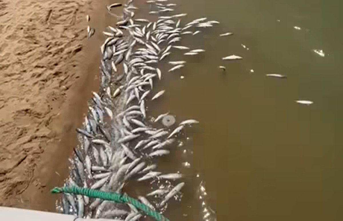 Peces muertos en Sanlúcar.
