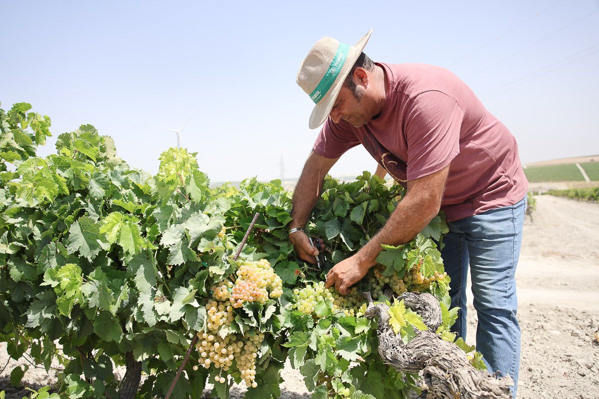 Corte de uva esta campaña en el Marco de Jerez.