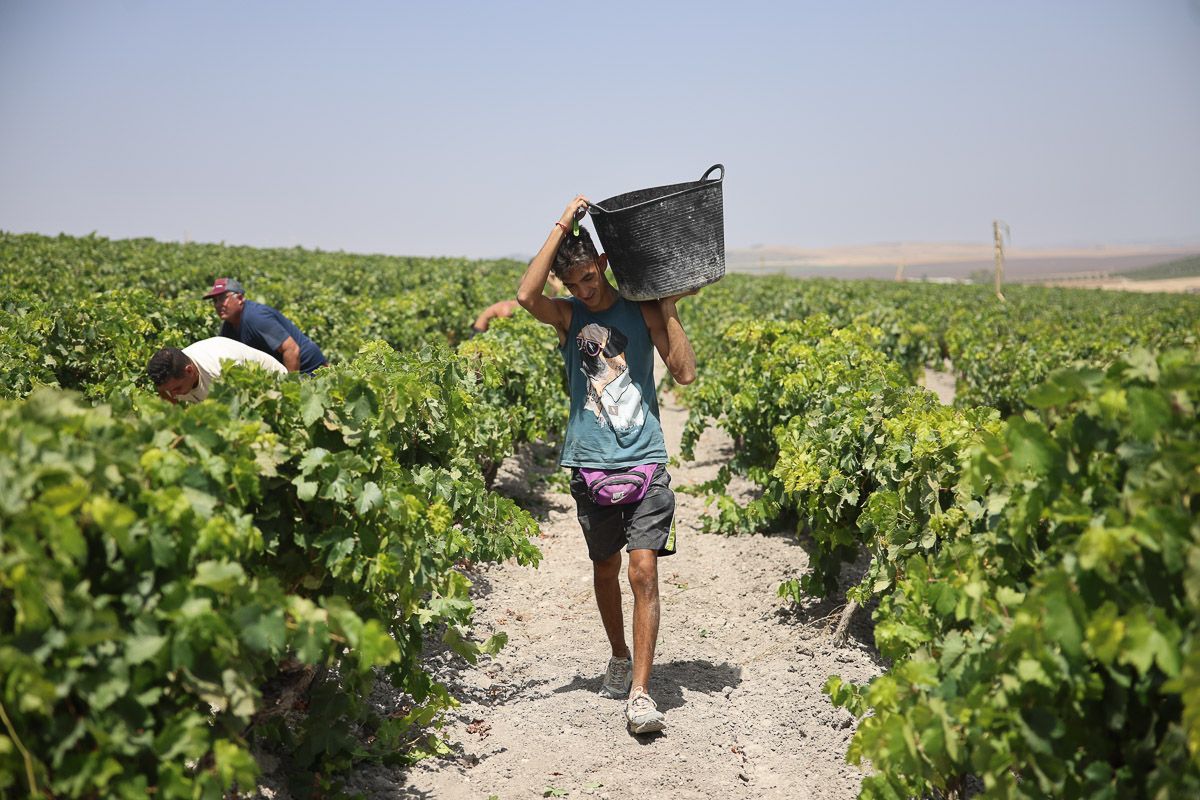 Cargando varios kilos recién cortados.
