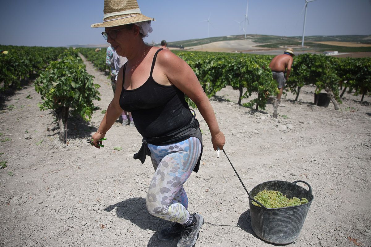 El pago de Añina, durante la faena.