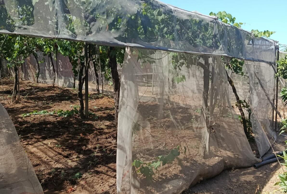 Explotación reventada tras el robo de uvas de madrugada, en Los Palacios.