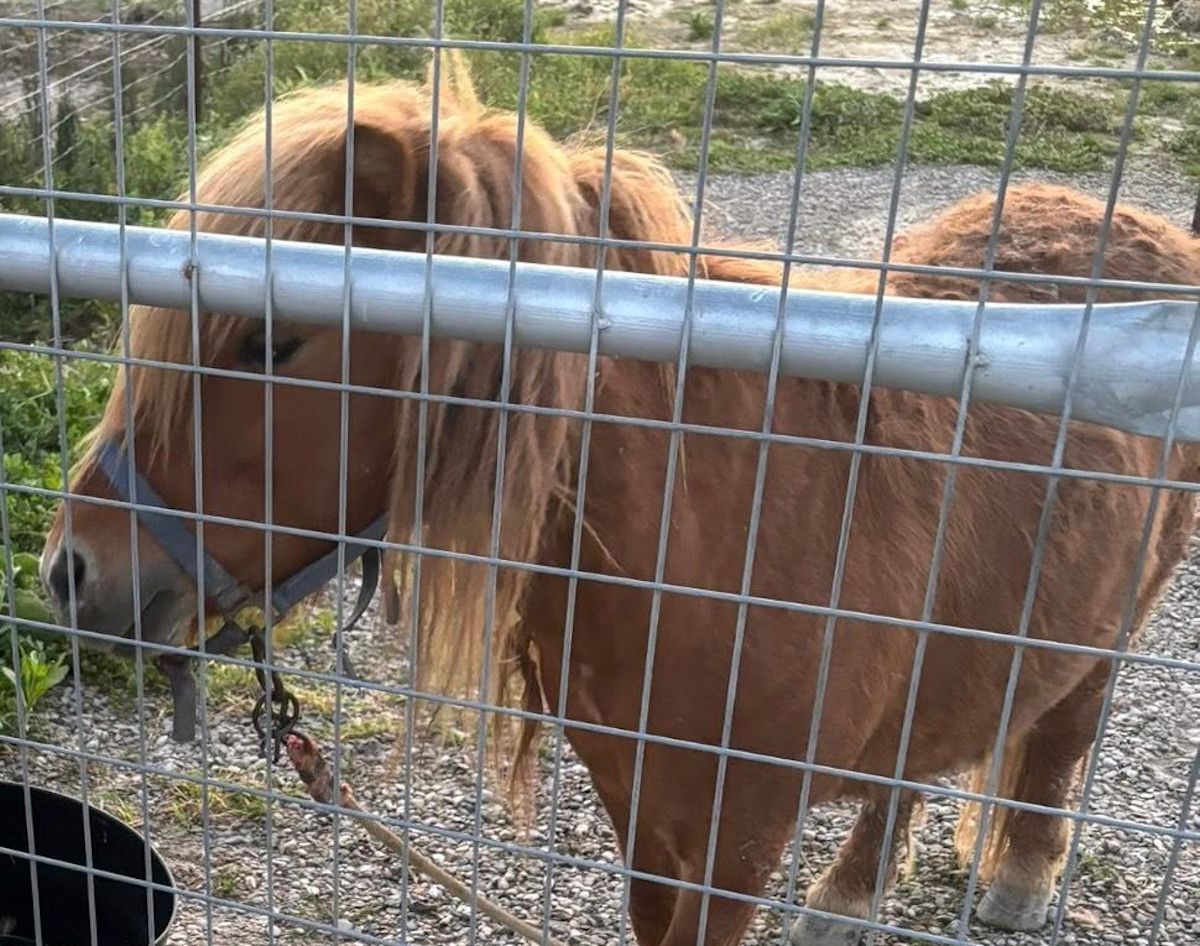 Una vecina de Jerez denuncia el robo de su poni.