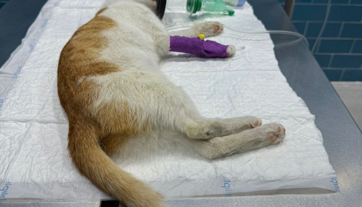 Uno de los gatos envenenados, en la clínica veterinaria.