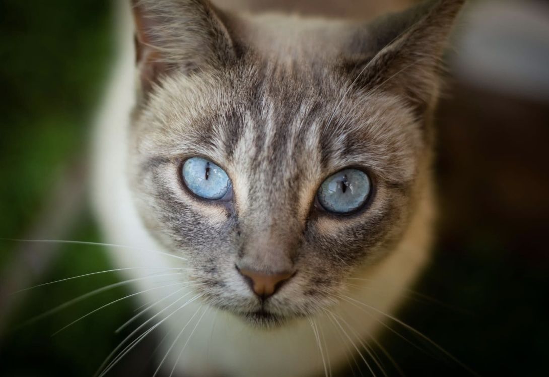 Elsa, la gatita ahorcada en la Laguna de Torrox, en Jerez.