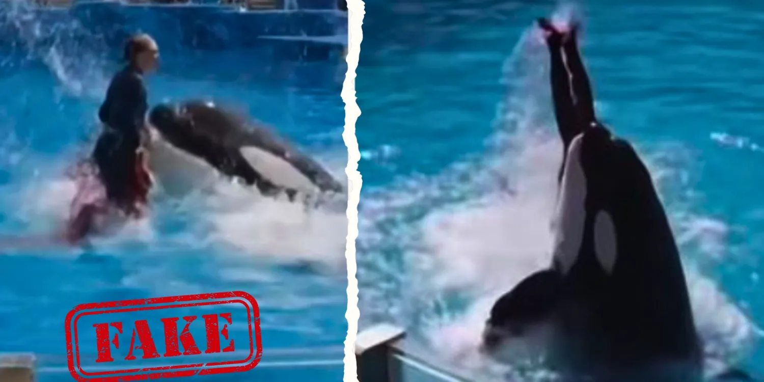 El vídeo de la orca que "mata" a su entrenadora es falso.