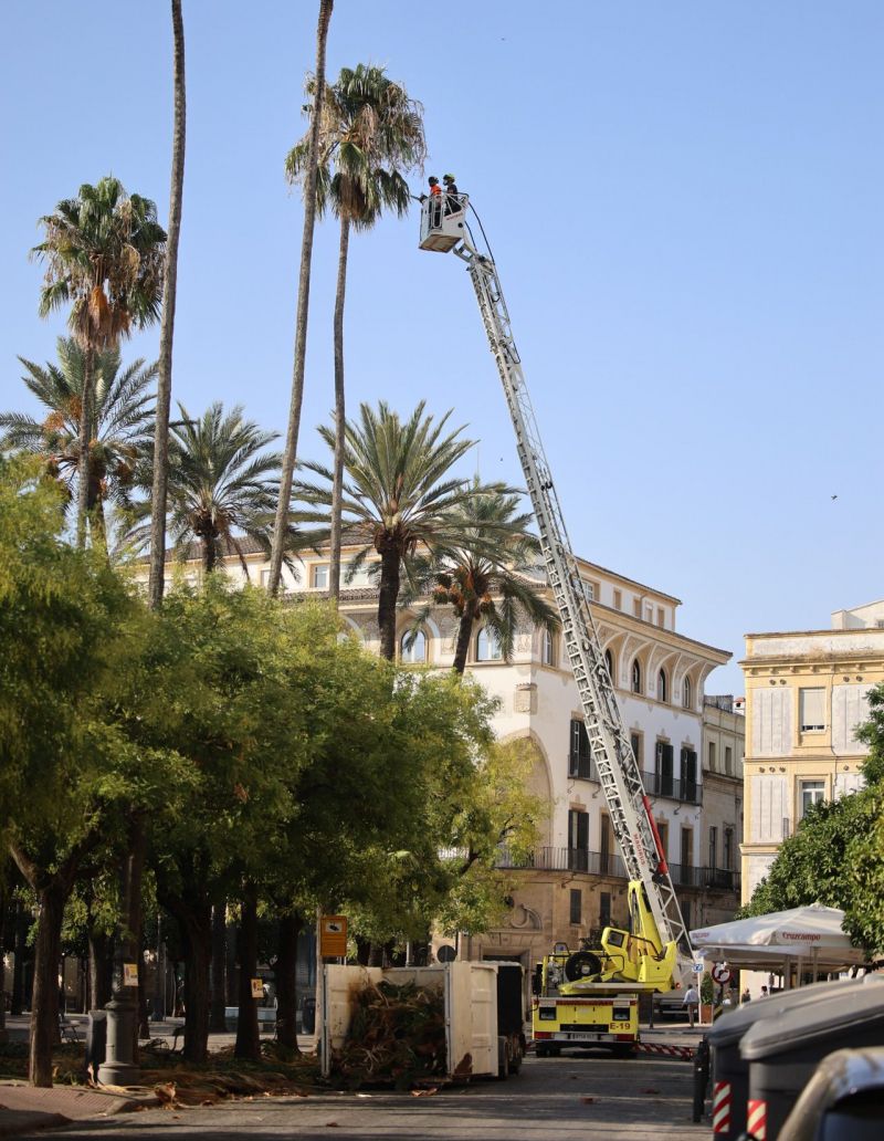 Palmeras alameda Cristina Jerez 01