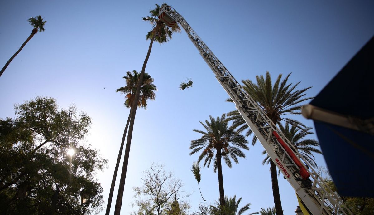 Palmeras alameda Cristina Jerez 02