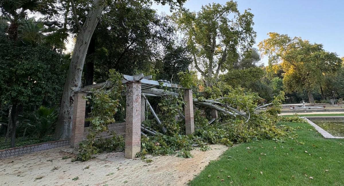 Los daños tras la caída de una rama en el Parque de María Luisa.