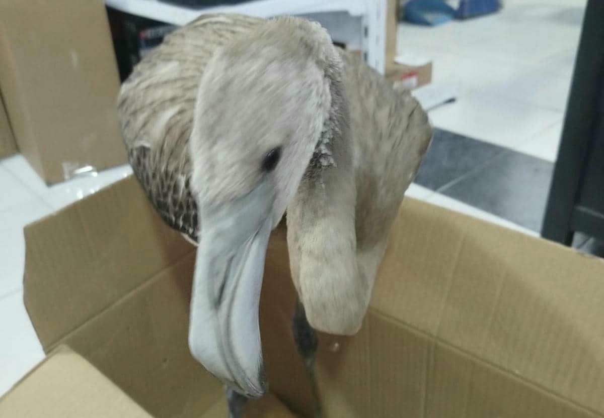 Pollo de flamenco localizado en Chipiona.