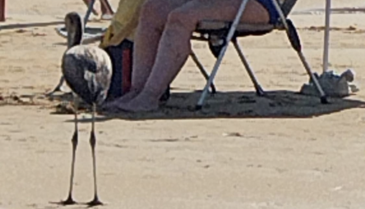 Pollo de flamenco en Chipiona