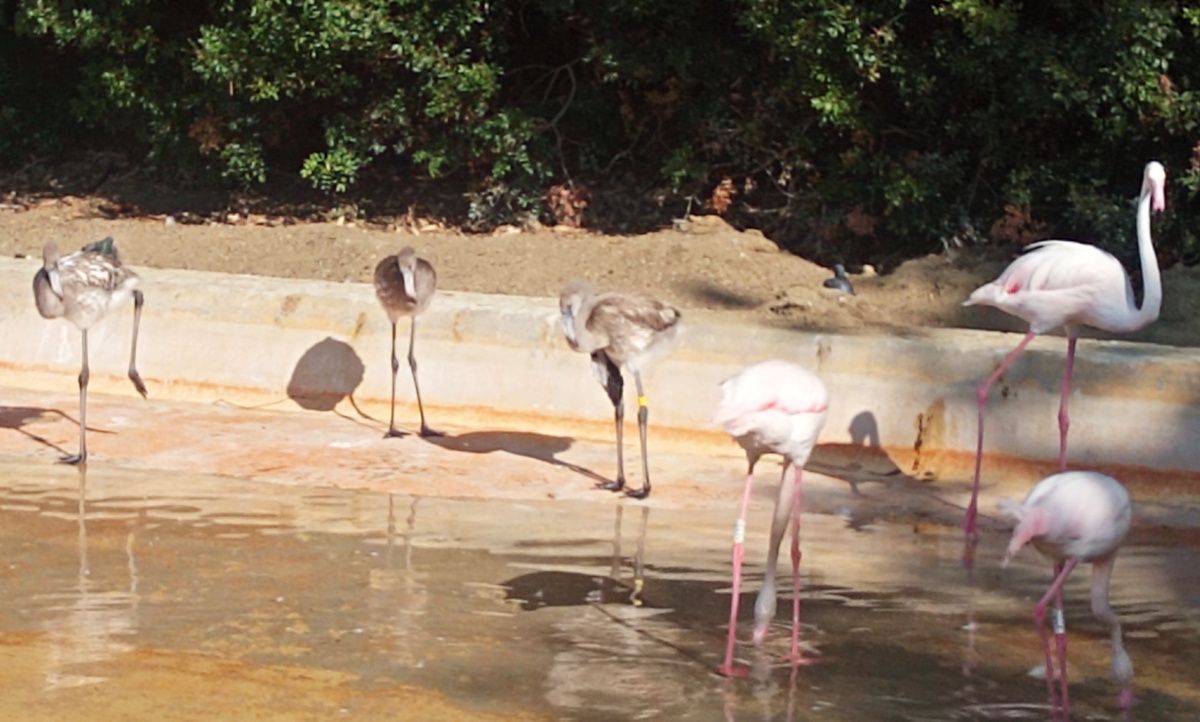 Nacimiento de flamencos y espátulas en el Zoo de Jerez. Nacimiento de flamencos y espátulas en el Zoo de Jerez.