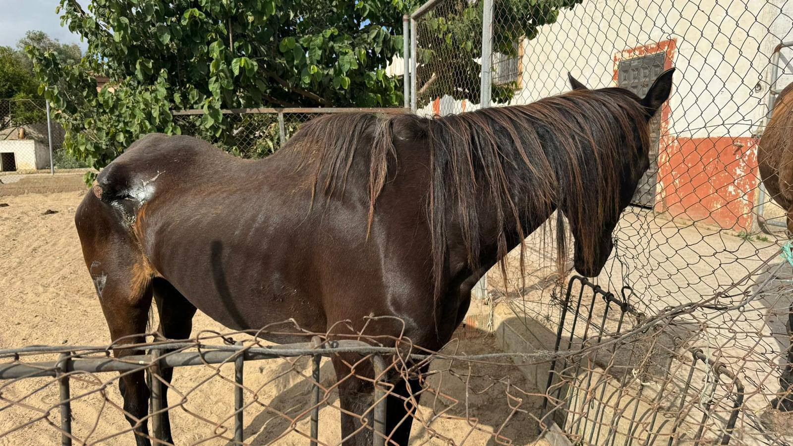 Yegua abandonada en una finca de El Puerto.