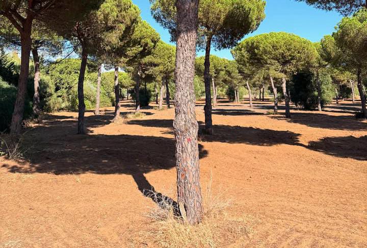 Marcas rojas en los pinos.