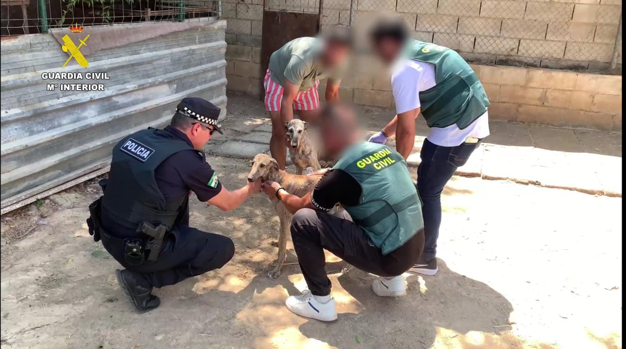 Intervención de los galgos maltratados.