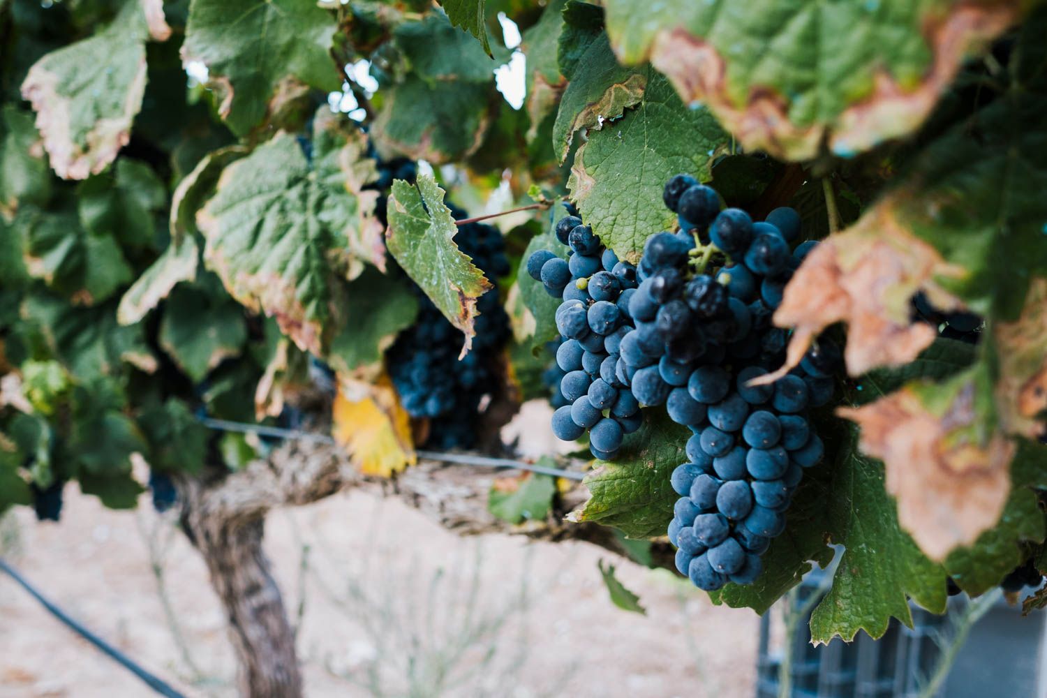 Uva lista para ser recogida.