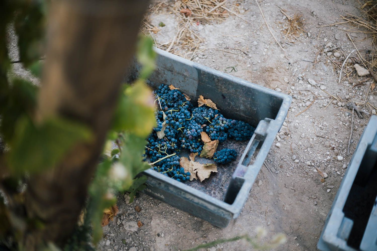 Vendimia en una explotación con Tintilla de Rota y Petit Verdot cerca de Jerez.
