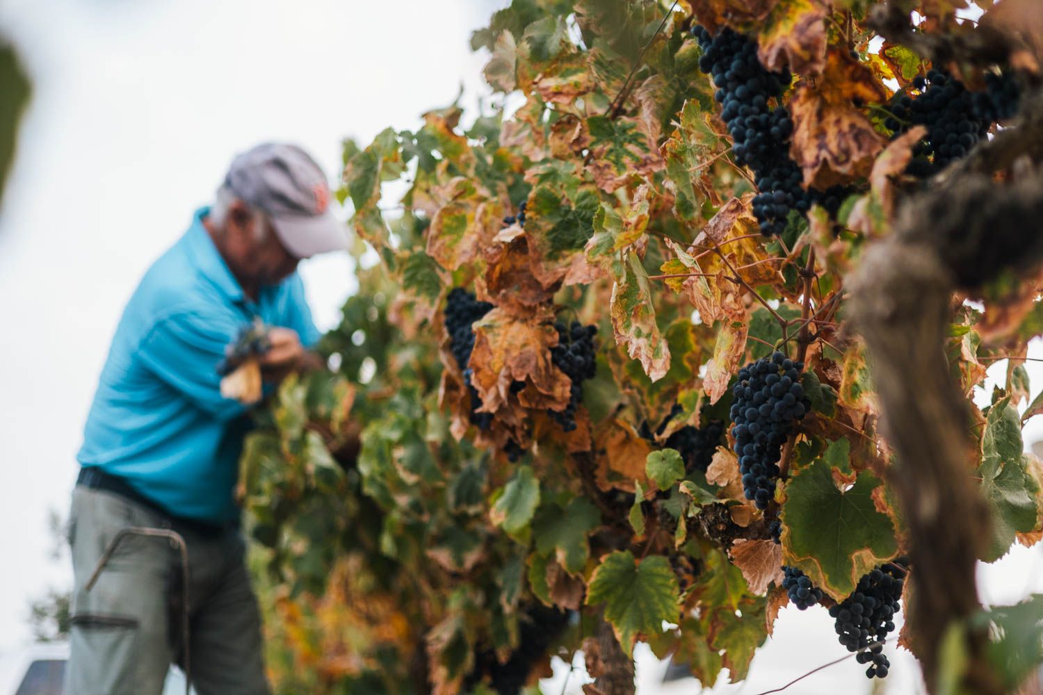 Cepas con hojas ya secas por las altas temperaturas de estos días.