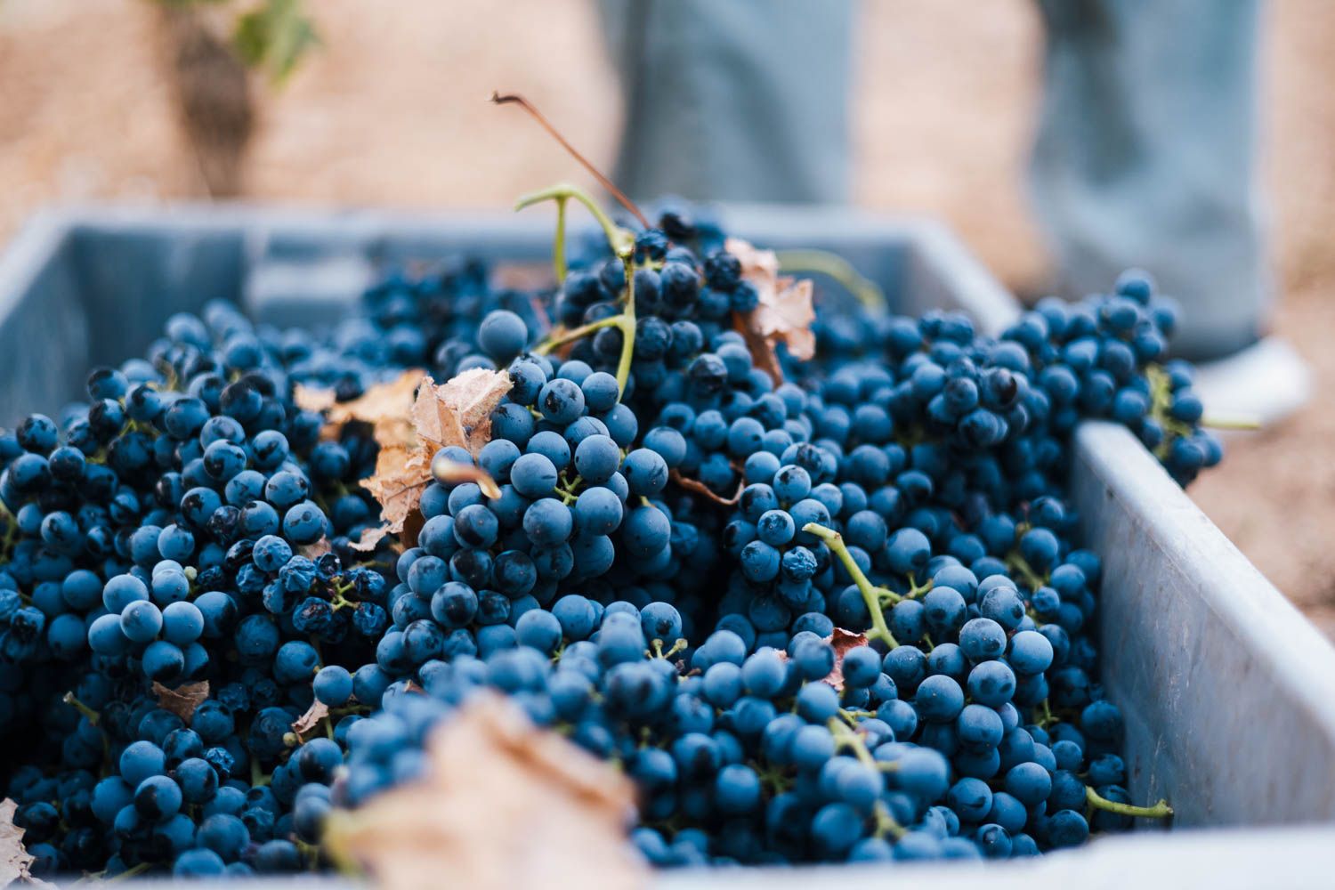 La uva recién cortada en las cajas para su transporte.